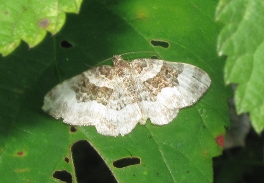 Epirrhoe alternata (Geometridae)?